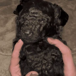 Rare! AKC champion Puli puppies for sale