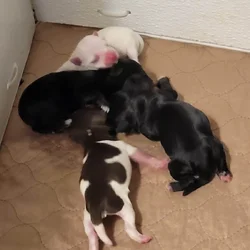 Miniature Schnauzer puppies