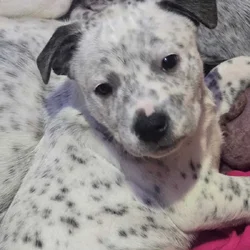 Rehoming puppies