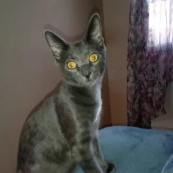 Free kitten