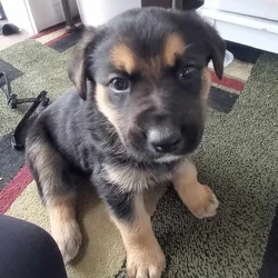 Puppies!