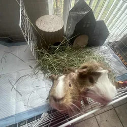 2 Male Guinea Pigs