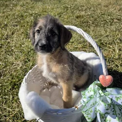 Anatolian Shepherd/ Sheepadoodle Puppies