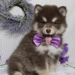 Pomsky Mix for sale!