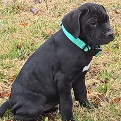American Bandogg Pups