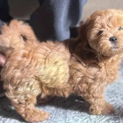 Red Maltipoo Puppies 8 wks