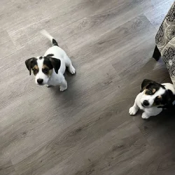 8wk old Beagle Mix puppies