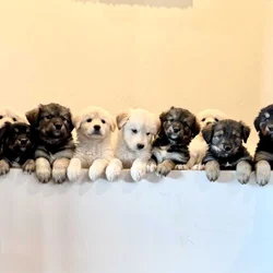 Goberians Siberian Husky x Golden Retriever