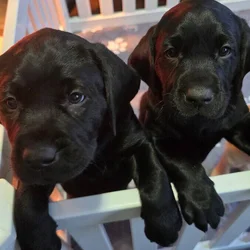 British Labrador puppies/purebred