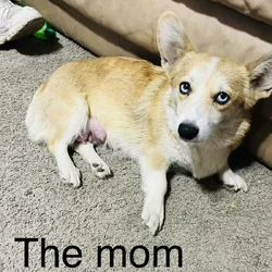 Corgi puppies