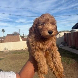 Sriracha - Family raised Female F1B Goldendoodle