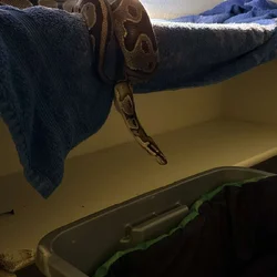 Snake, ball python