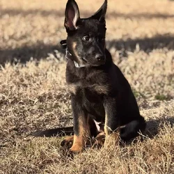 5month pure German Shepherd
