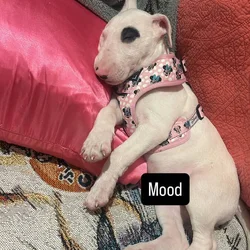 Bull terrier female