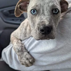 Pitbull mixed breed