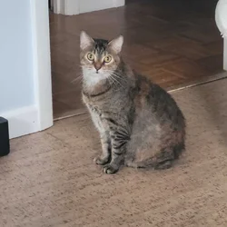 Adult Female Cat