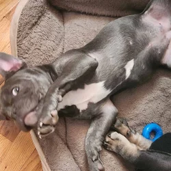 Female French bulldog