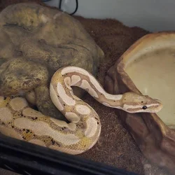 Banana ball python