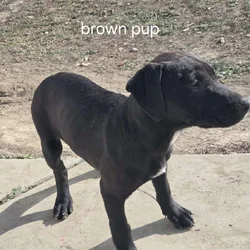 4 month old puppy