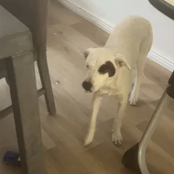 7 month heeler mix