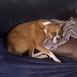 Lilo, Your New Best Friend!