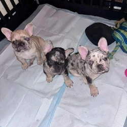 Frenchies ready for forever homes