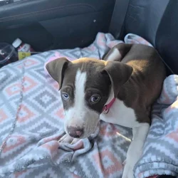 10 week old pup for sale