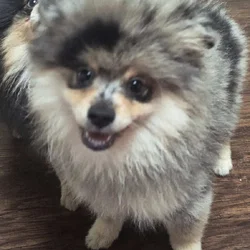 Pomeranians Available