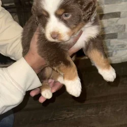Australian Shepherd Puppies