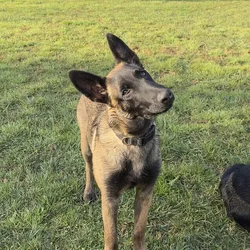 Rehoming puppy