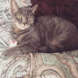 Female Grey Tabby