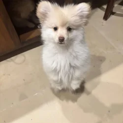 Pomeranian Yorkie mix puppy