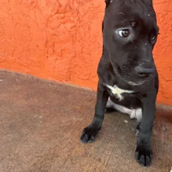 Cane corso puppies
