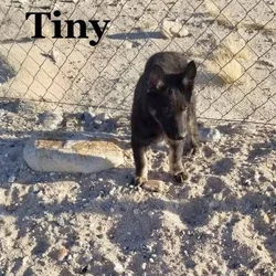 Black Mixed German Shepherd