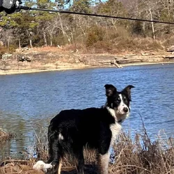 Female border collie mix 8 months old Free