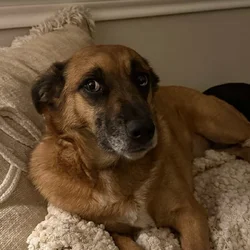 Amazing Family-friendly Dog