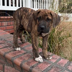 Cane Corso Puppies