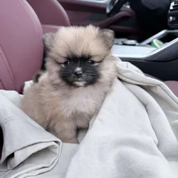 Rehome a puppy purebred Pomeranian