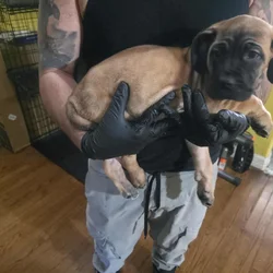 8 week cane corsos