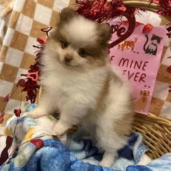 AKC Pomeranian