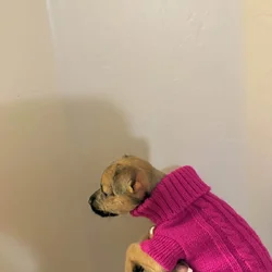 Lola Falona puppies
