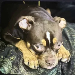 Beautiful tri bully pup for adoption