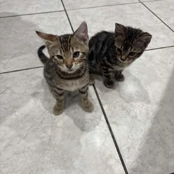 Bengal kittens