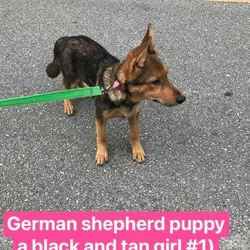 Akc German Shepherd Puppies