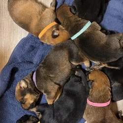 Rottweiler x Malinois puppies