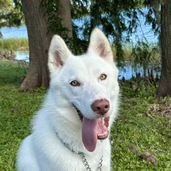 Husky adoption