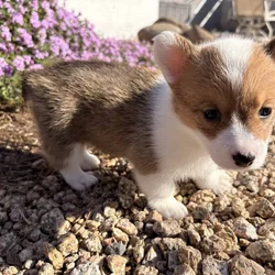 Purebred Pembroke Welsh Puppies