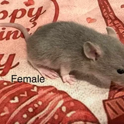 Fancy Rats!