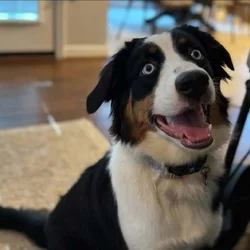 1 y/o Australian Shepard Mix