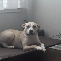 Free dog